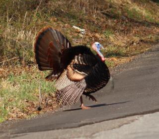 A male wild turkey walks from left to right across a paved road with his tail spread wide