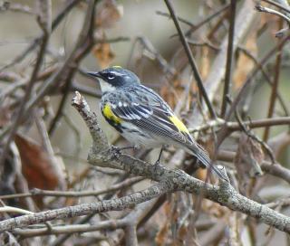 yellow rumped warbler on a branch