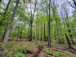 a forest of tall trees with green leaves and a blue sky