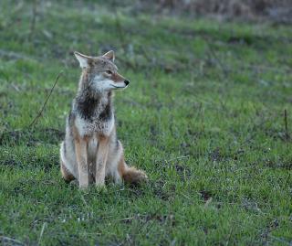 coyote sitting in green grass
