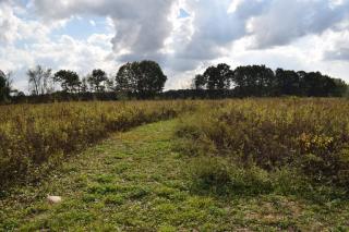 Path through field of tall grass