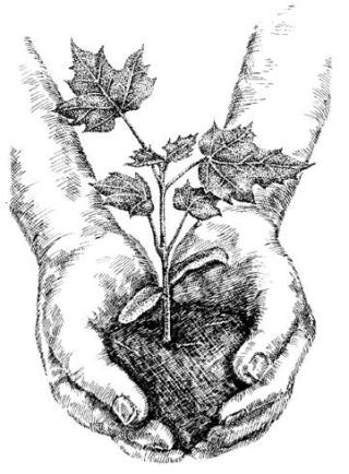 Drawing of Hands holding some earth with a small sprouting plant with maple leaves on it
