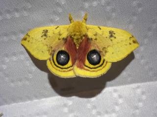Io Moth, photo Joe DeFuria