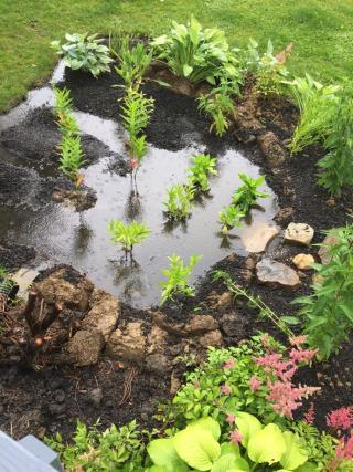 Rain garden photo