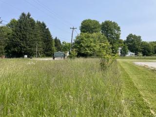 field of green grasses and white flowers in foreground; background shows Morgan Park sign with dark green trees and blue sky