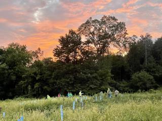 sunset image with green hillside, blue tubes protecting small tree saplings