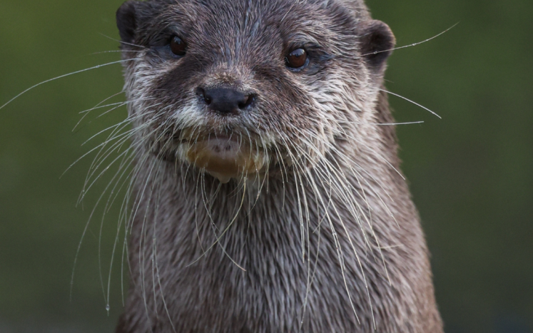 river otter with a serious looking face