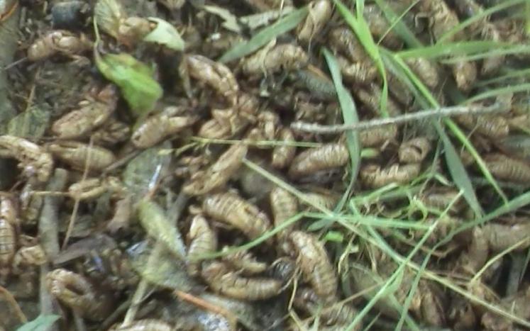 cicada shells on the ground