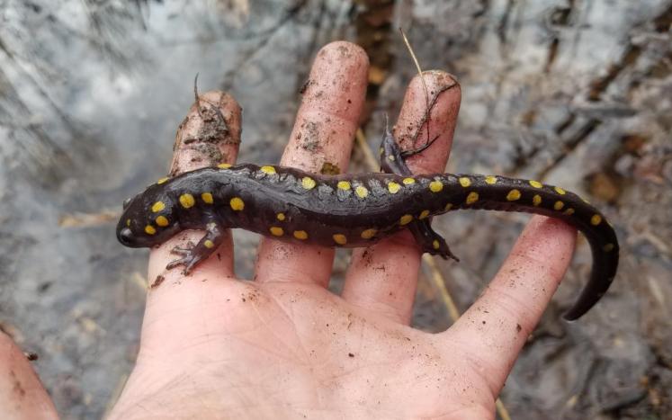 spotted salamander in hand 