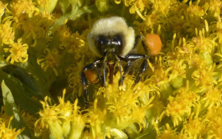 Photo by Denny Reiser bumblebee on goldenrod