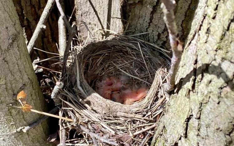 Photo Credit Lisa Barclay baby birds in nest