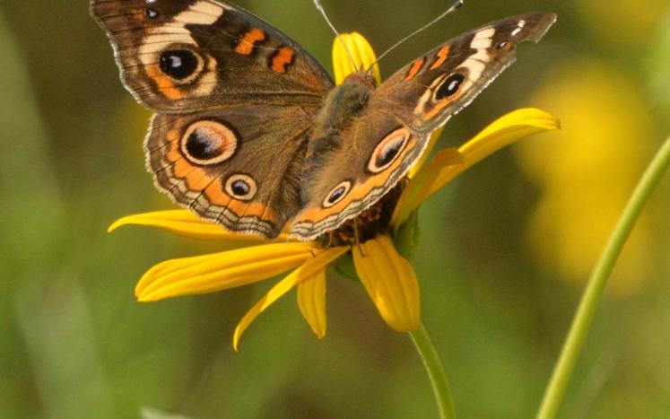 Photo by Denny Reiser Buckey Butterfly resting on yellow flower
