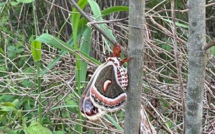 Photo by Carol Weigand newly emerged cecropia moth