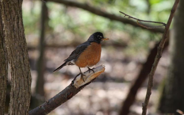 robin sitting on branch