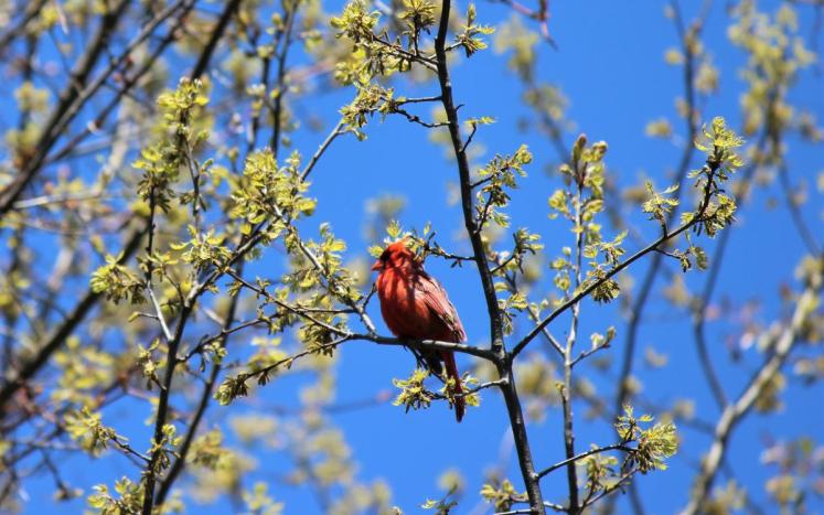 Male cardinal in a tree