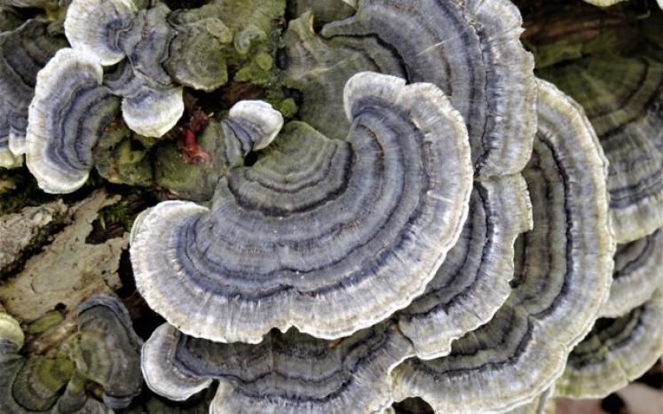 Turkey Tail mushroom on log
