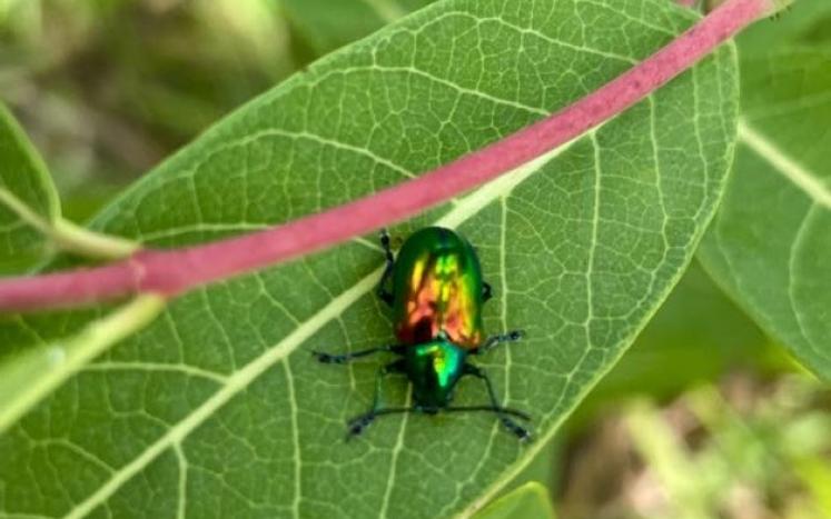 An iridescent beetle perches on a round, green leaf.
