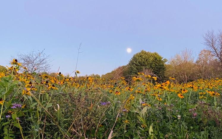 full moon in the distance over a field of flowers