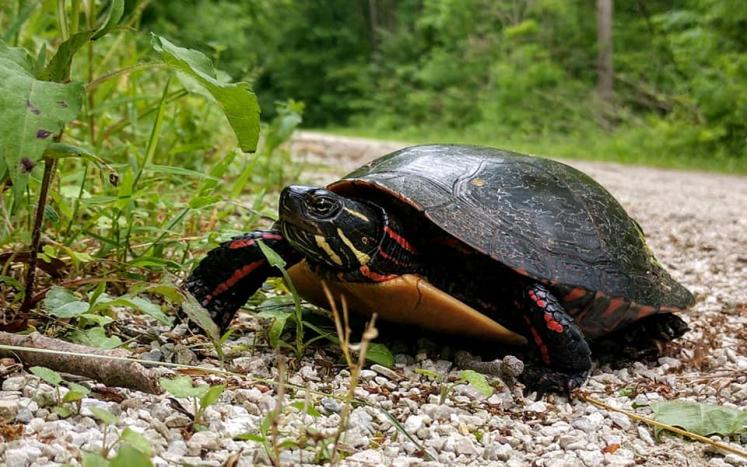 Photo by Anne Ujczo turtle on paved path near brush