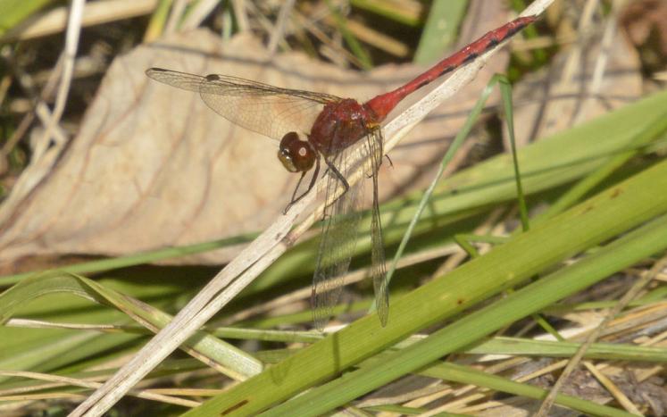 Photo by Denny Reiser meadowhawk dragonfly perched on grass