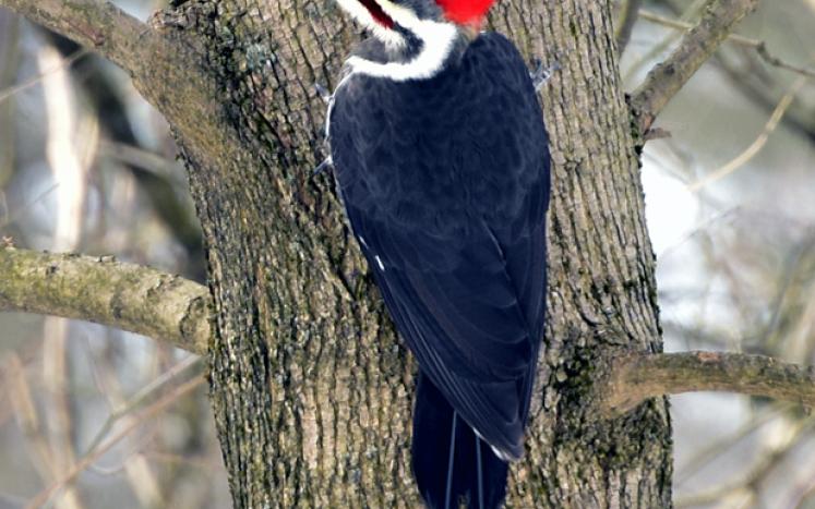 pileated woodpecker on a tree trunk