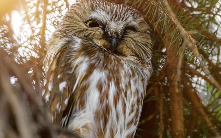 Photo by Sam Young Studios A small saw whett owl perches on a branch.