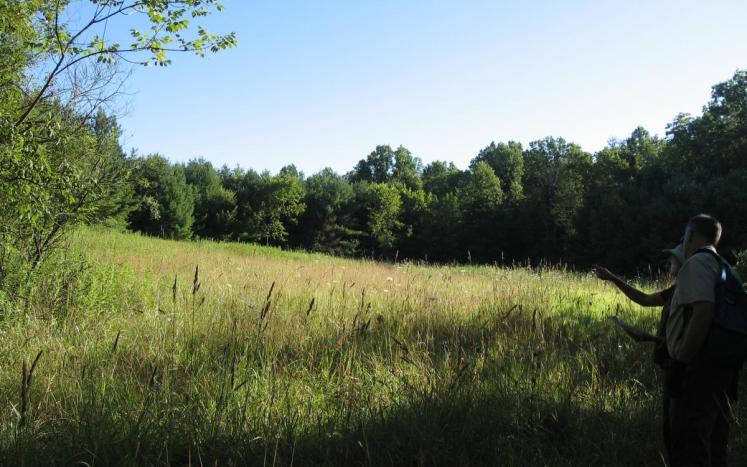 open grassy area surrounded by green trees and blue skies