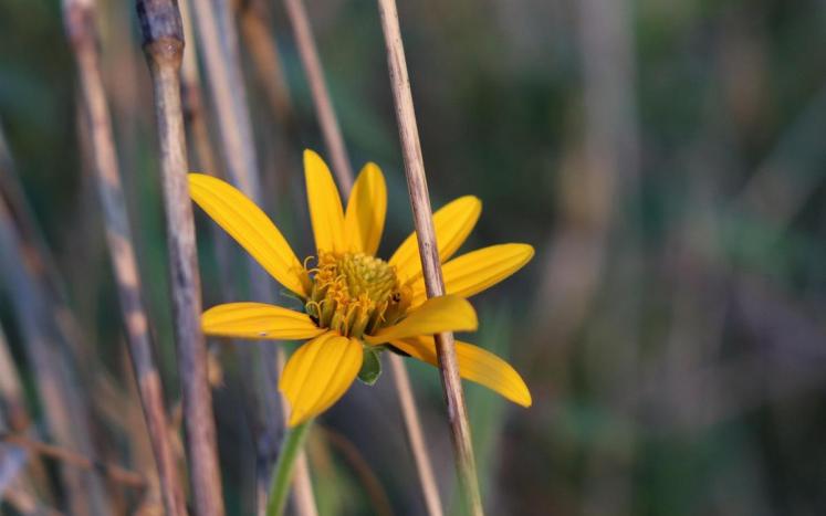 Photo by Alison Shelley a bright yellow flower blooming through old dead twigs. the new through the old