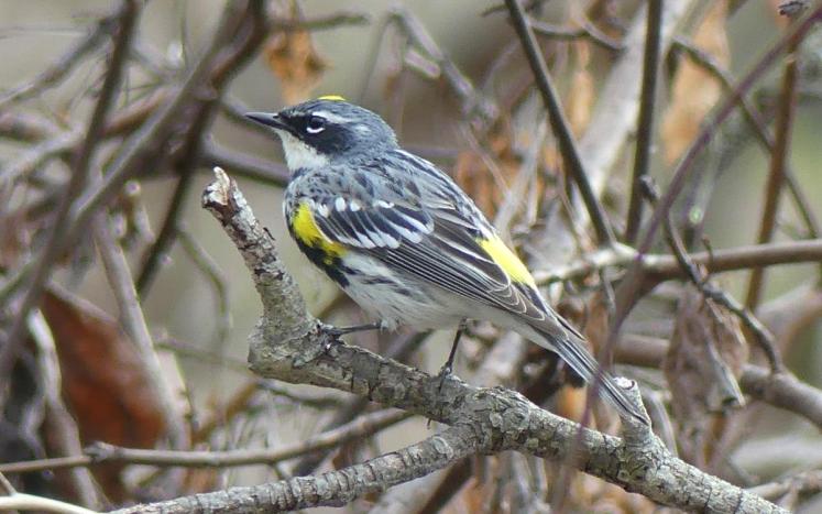 yellow rumped warbler on a branch