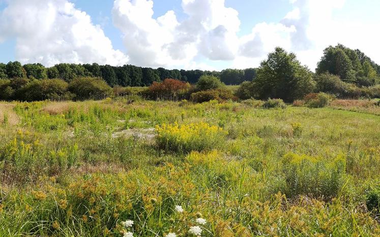 Field with a variety of Wild Plants and flowers