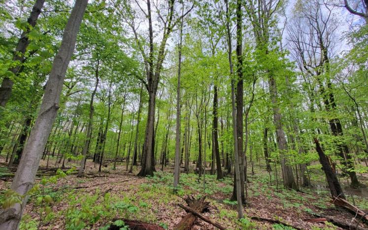 a forest of tall trees with green leaves and a blue sky