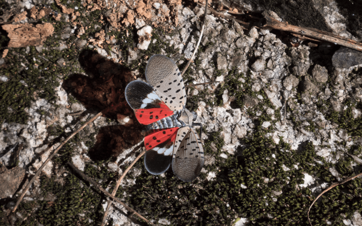 Spotted lanternfly adult on brown branch with its red and black spotted underwings spread