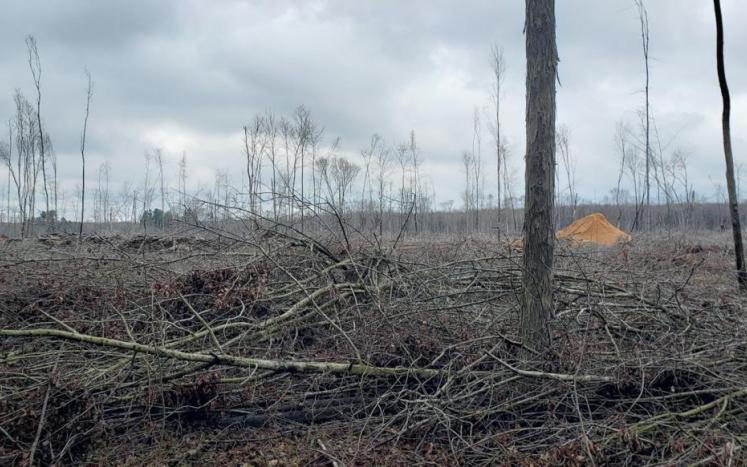 photo of commercial timber clearcut that shows nearly all trees downed and a pile of sawdust in background