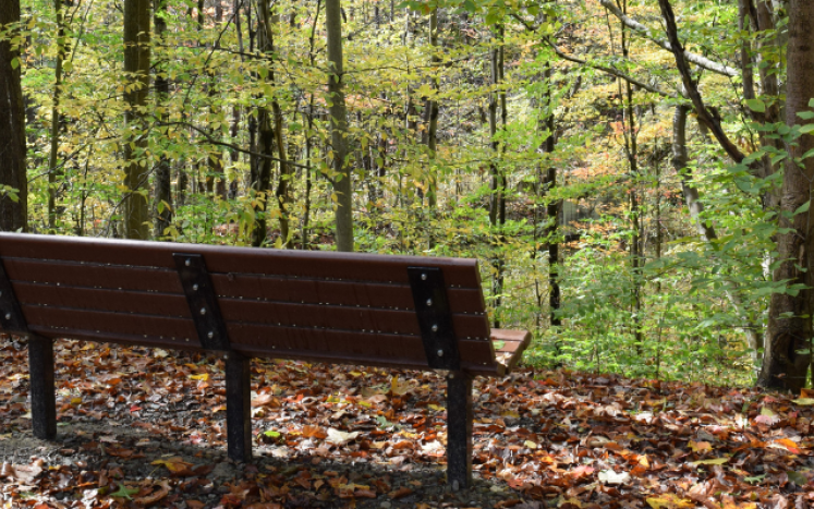 bench overlooking woods
