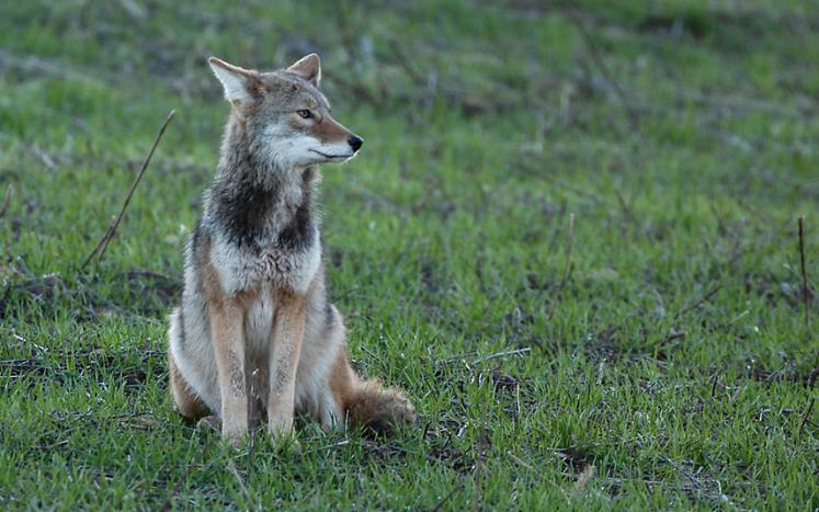 coyote sitting in green grass