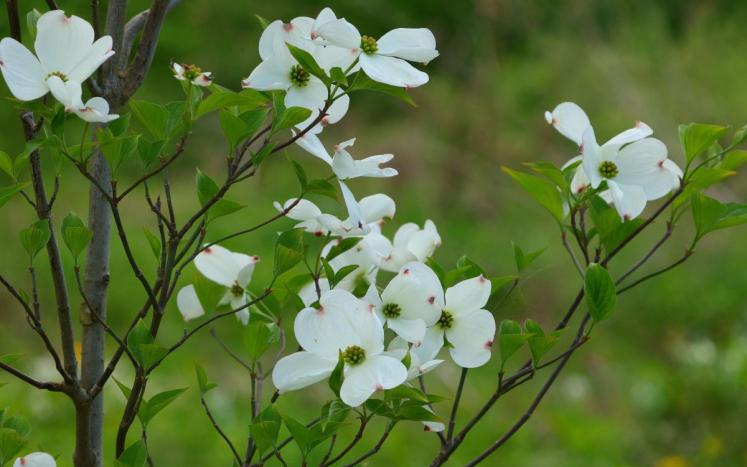 White flowers of Cornus florida on dark brown stems with green leaves emerging