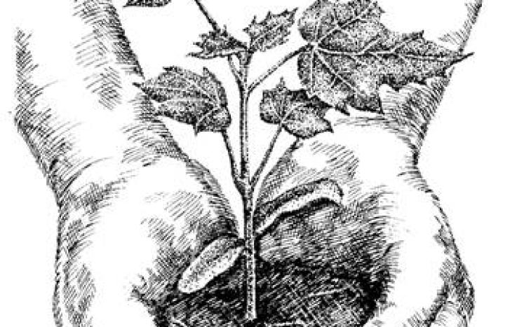 Drawing of Hands holding some earth with a small sprouting plant with maple leaves on it