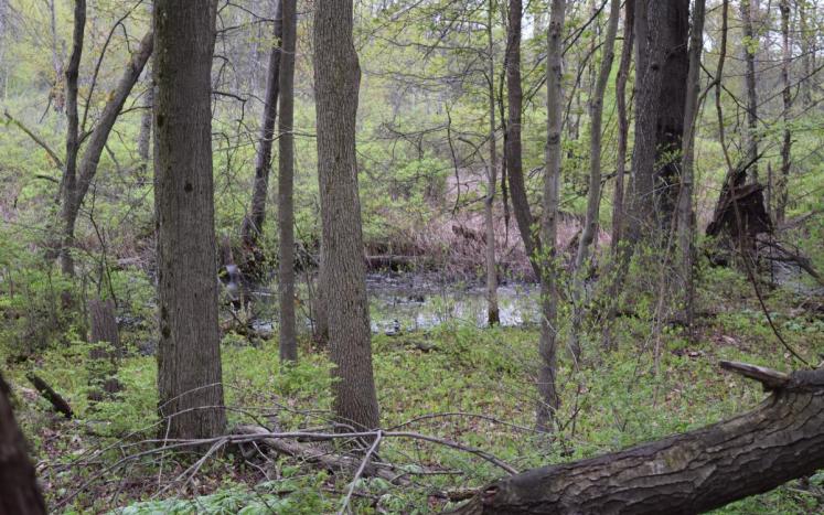 Kent Bog Expansion Preserve