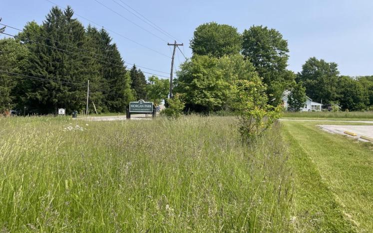 field of green grasses and white flowers in foreground; background shows Morgan Park sign with dark green trees and blue sky
