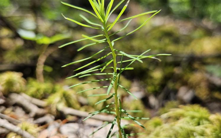 green Tamarack sprout