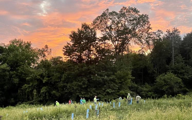 sunset image with green hillside, blue tubes protecting small tree saplings