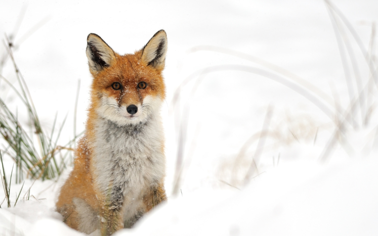 Red Fox sitting in snow